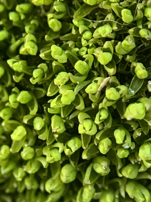 Grimmia mollis